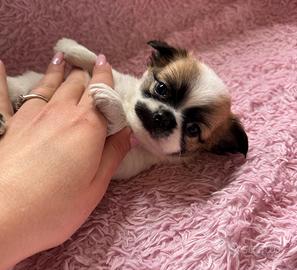 Maschietto chihuahua