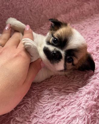 Maschietto chihuahua
