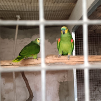 Coppia Pappagalli