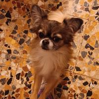 Chihuahua x accoppiamento