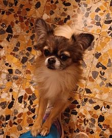 Chihuahua x accoppiamento