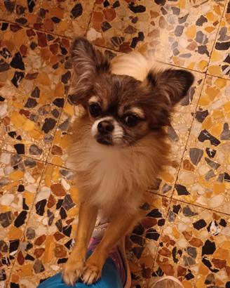Chihuahua x accoppiamento