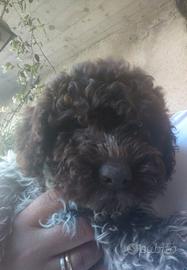 Cucciolo di lagotto puro