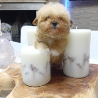 Cuccioli maltipoo