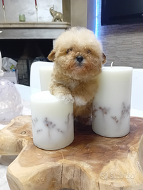 Cuccioli maltipoo