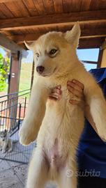 Siberian Husky