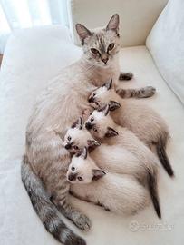 Gattini Siamesi prenotabili