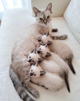 Gattini Siamesi prenotabili