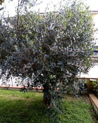Ulivo