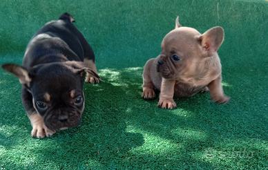 Cuccioli di bulldog francese