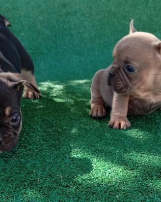 Cuccioli di bulldog francese