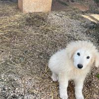 Cuccioli pastore maremmano