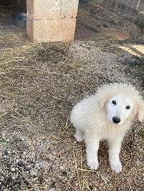 Cuccioli pastore maremmano