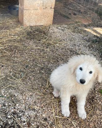 Cuccioli pastore maremmano