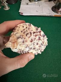 Conchiglia