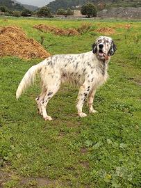 Cane da caccia
