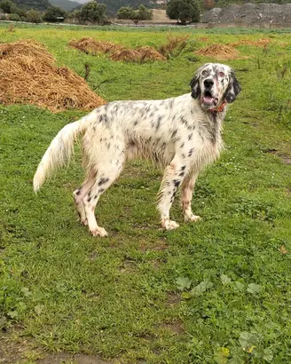 Cane da caccia