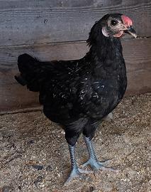 Galletti Olive Egger 2 mesi