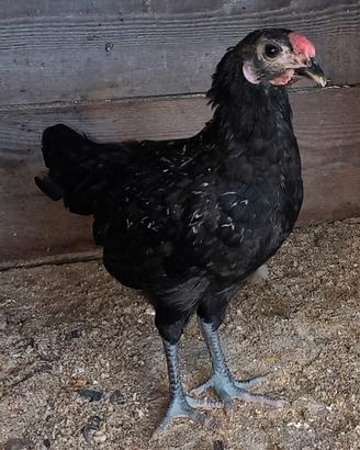 Galletti Olive Egger 2 mesi