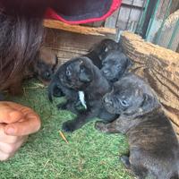 Staffy