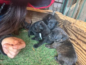 Staffy