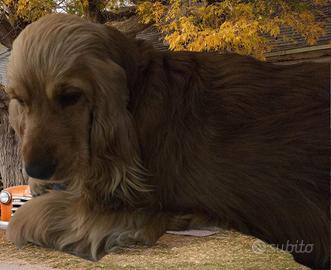 Cocker spaniel inglesi giovani
