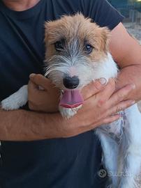 Cucciolona jack Russell terrier