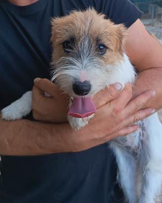 Cucciolona jack Russell terrier