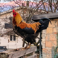Gallo italiano