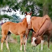 Cavallo quarter con documenti americani