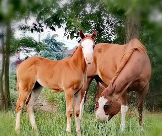 Cavallo quarter con documenti americani