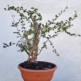 Bonsai ligustro