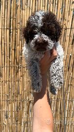 Lagotto romagnolo con pedigree