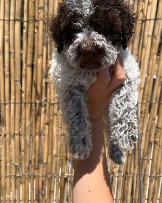 Lagotto romagnolo con pedigree