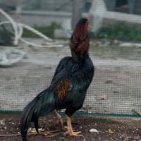 Gallo shamo per combattere