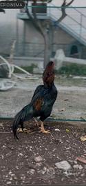 Gallo shamo per combattere