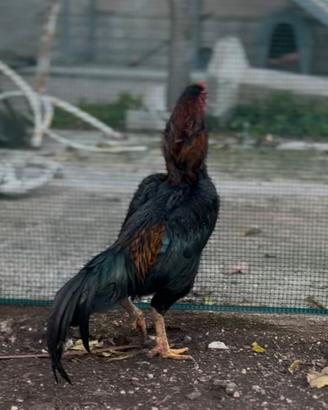 Gallo shamo per combattere