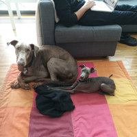 ? Una fidanzatina per Cooper, il Pli