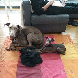 ? Una fidanzatina per Cooper, il Pli