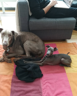 ? Una fidanzatina per Cooper, il Pli