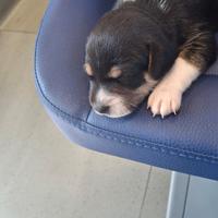 Cuccioli molto belli