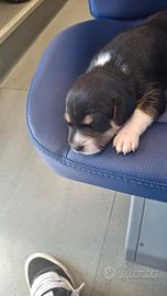 Cuccioli molto belli