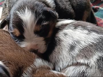 Cuccioli Pastore Australiano\ Australian Shepherd