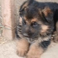 Due cuccioli di pastore tedesco