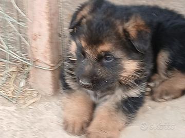 Due cuccioli di pastore tedesco