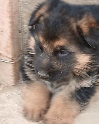 Due cuccioli di pastore tedesco