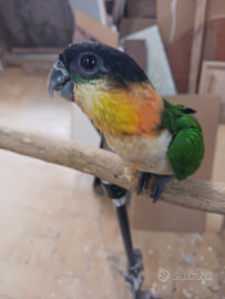 Pappagalli caicco testa nera