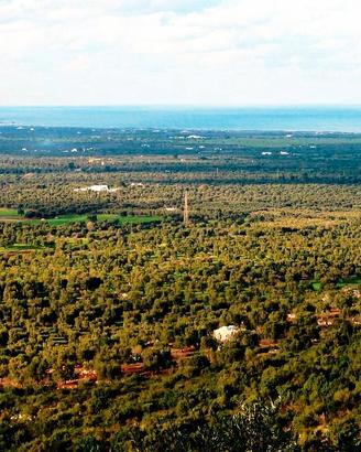 Terreno agricolo in agro di Ostuni 