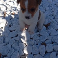 Cucciole di Jack Russel