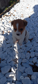 Cucciole di Jack Russel
